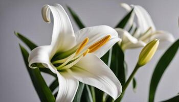 A Delicate White Lily in Bloom photo