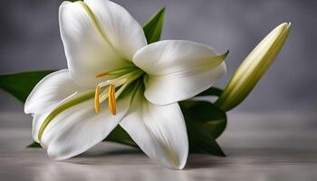 White Lily Flower with Gray Background photo
