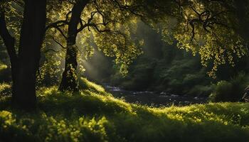 luz de sol filtración mediante arboles y hojas, fundición un dorado resplandor en un bosque escena foto