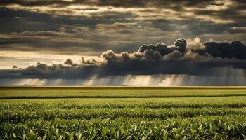 Sunbeams Through Dark Clouds Over a Field photo