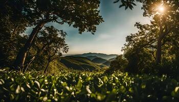 Sunlit Mountain View Through Trees photo