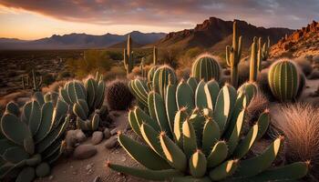 Sunset in the Desert with Cactus and Mountains photo