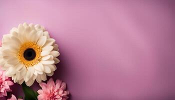 White Gerbera Flower on a Pink Background photo