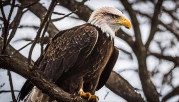 Majestic Bald Eagle Perched on a Branch photo