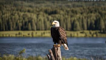 Majestic Bald Eagle Perched on a Log by a Lake photo