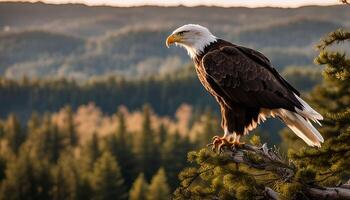 Majestic Bald Eagle Perched on a Branch photo