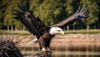 Bald Eagle Taking Flight photo