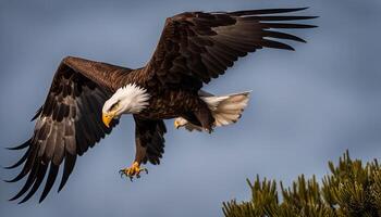 Bald Eagle in Flight photo