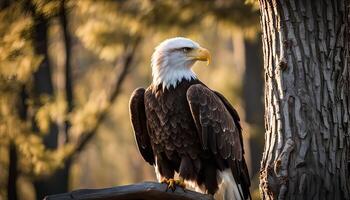 Majestic Bald Eagle Perched on a Branch photo