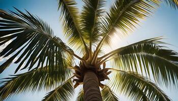 Palm Tree in the Sun photo