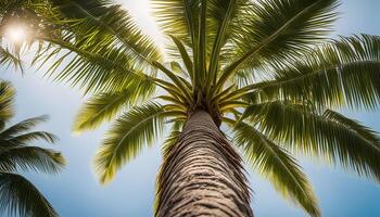 Palm Tree Sunlit photo