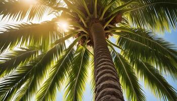 Palm Tree Under the Sunlight photo