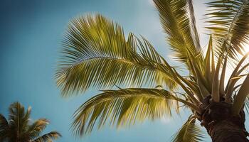 Palm Tree with Sun Behind It photo