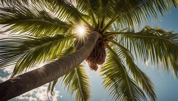 Sunlight through Palm Tree photo