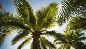 Palm Trees in the Sunlight photo