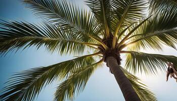 Palm Tree and Sky with a Person in the Background photo
