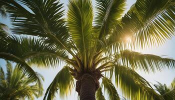 Tropical Palm Tree Under The Sun photo