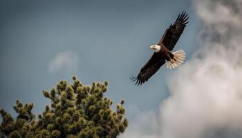 Bald Eagle Soaring Through the Clouds photo