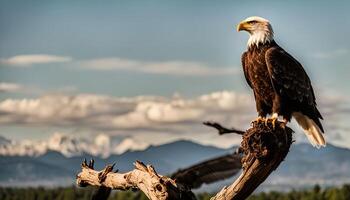 Majestic Bald Eagle Perched on a Branch photo