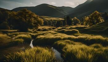 Serene Meadow Landscape with Winding Creek photo