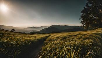 Serene Mountain Meadow at Sunset photo