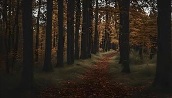 Path Through the Forest photo