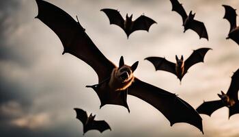 Bats in Flight photo