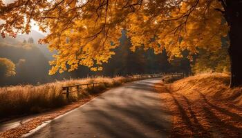 Autumn Road through Forest photo