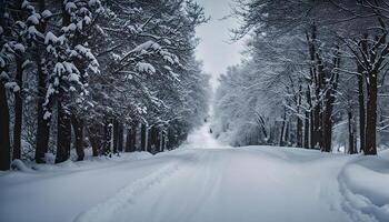 Snowy Forest Path photo