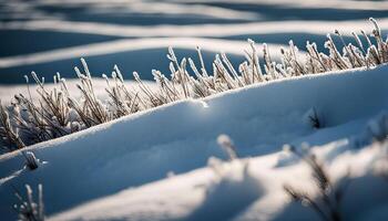 Frosted Grass in a Snowy Landscape photo