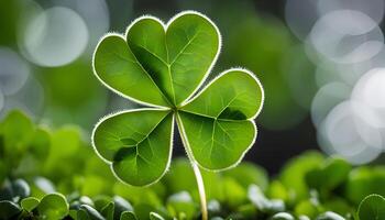 Close-up of a Four-Leaf Clover photo