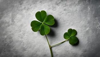 Four Leaf Clover on a Gray Background photo