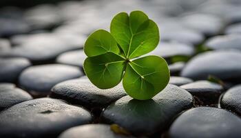 A single four-leaf clover resting on smooth black stones, symbolic of good luck and prosperity. photo
