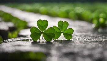 Two Shamrock Leaves on a Stone Path photo