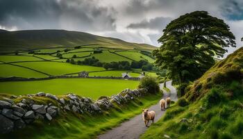 Countryside Pathway with Sheep and Rolling Hills photo