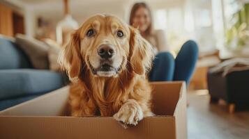 A golden retriever comfortably rests inside a cardboard box while a person enjoys their time in the background on a sunny afternoon. The warm atmosphere adds to the cozy environment of the home. photo