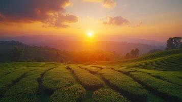 A beautiful sunset casts a warm glow over lush green tea fields arranged in terraced patterns. The sky features soft clouds and a vibrant array of colors above distant mountains. photo