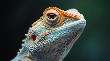 A lizard with a green and orange face is staring at the camera photo