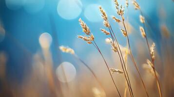A field of tall grass with a blue sky in the background photo