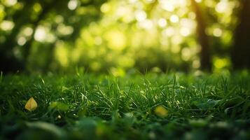 A lush green field with trees in the background photo