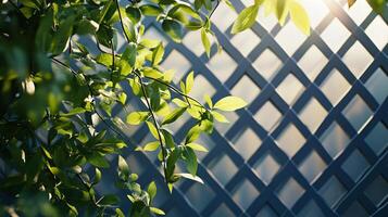 A leafy tree with a lattice fence in the background photo