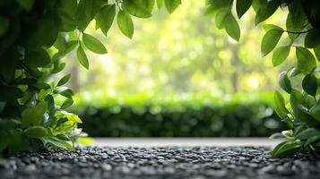 A lush green bush with leaves and a stone path in front of it photo