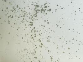 Mold growth on a damp wall in an indoor environment during daylight hours photo