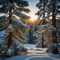 A snowy forest with trees and the sun setting photo