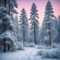 Winter forest, snow, trees, sunset, trees, trees, trees, trees, trees, photo