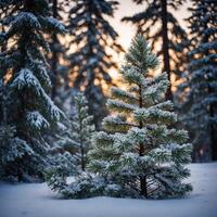 A small tree is covered in snow in the forest photo