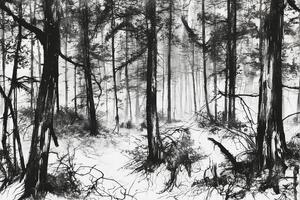 Black and white drawing of trees in the forest photo
