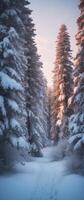 A path through a snowy forest with trees photo