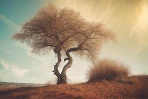 A tree stands alone on a hill in the middle of a field photo