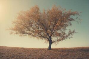 A lone tree stands in the middle of a field photo